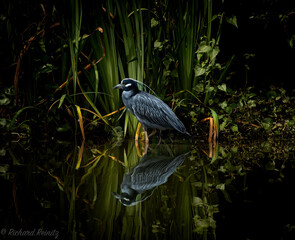 Yellow Crowned Heron