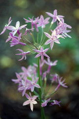 Beautiful small garlic flower blossoms