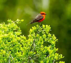 Vermillion Flycatcher