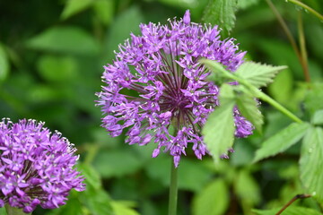 close up of a Allium flower