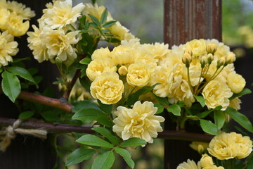 Banksia rose flowers in full bloom in the park. A flower native to China, it blooms in early summer with double pale yellow flowers.