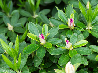 鮮やかな色のツツジの蕾