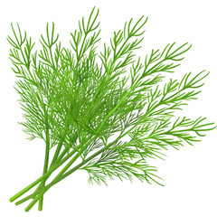  A fresh bunch of dill, its feathery leaves delicate and detailed, transparent background, PNG Cutout