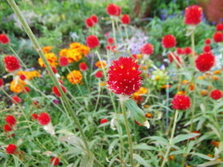 真っ赤な千日紅の花序の接写