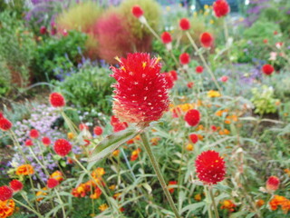 真っ赤な千日紅の花序の接写