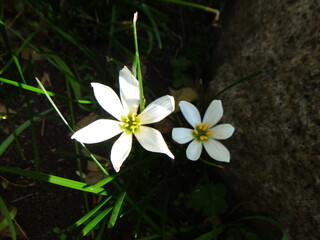 接写した白いタマスダレの花