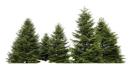 Beautiful green fir trees isolated on white