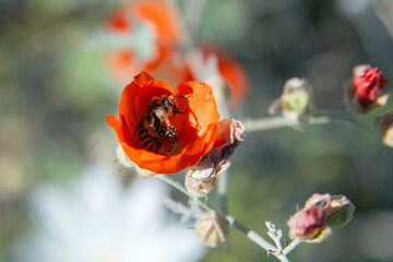 Solitary bee sleeping in desert flower