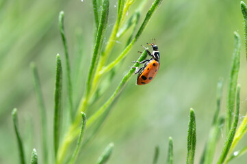 Ladybug on plant