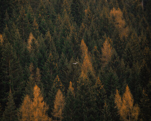 autumn in the mountains, pines