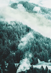 winter landscape, pine with snow