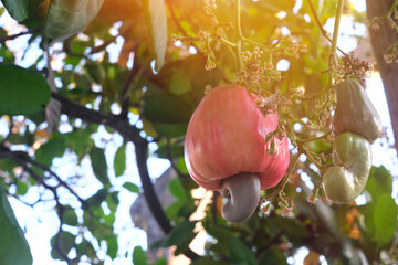 Closeup of cashew apple fruit hanging on a tree . Tropical fruit tree.
