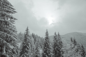 winter landscape, pine with snow