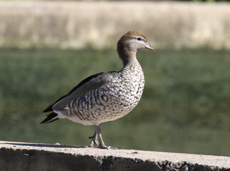 Australian wood duck bird standing on a concrete wall
