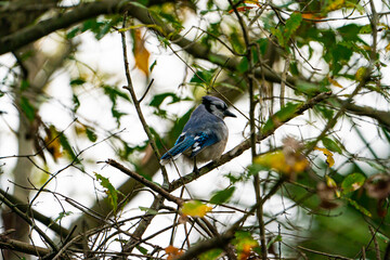 Blue Jay perched in a tree.