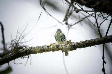 Black and White Warbler perched on a branch looking at the camera.