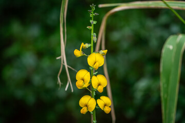 Showy Rattlebox flower in the wild.