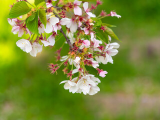 花びらが散る公園の桜