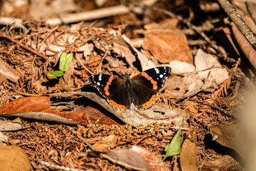 Red Admiral butterfly resting on the floor.