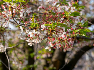 花びらが散る公園の桜