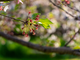 花びらが散る公園の桜