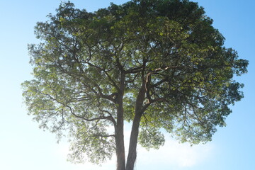 Beautiful canopy of Alstonia scholaris tropical tree also known as blackboard, scholar, or milkwood...