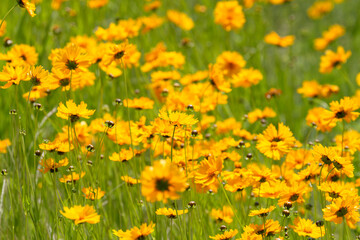 満開のキバナコスモス