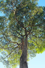 Beautiful silhouette canopy of Alstonia scholaris tropical tree also known as blackboard, scholar, or milkwood tree in Philippines.