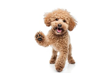 Dog poodle mammal animal.