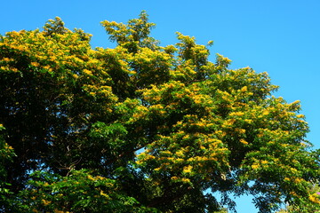 Flowering narra tree or Pterocarpus indicus tropical tree  in Philippines.
