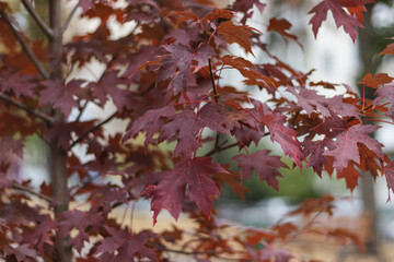 Crimson Foliage - An October scene in the maple trees. red maple tree background. Red maple tree leaves in autumn season