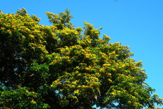 Flowering narra tree or Pterocarpus indicus tropical tree  in Philippines.