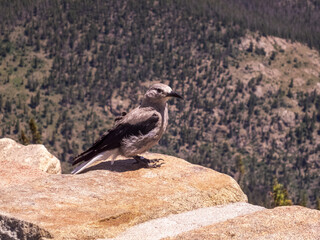 cormorant on rock