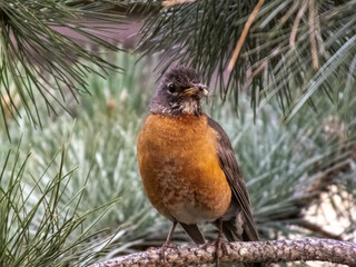 robin on a branch
