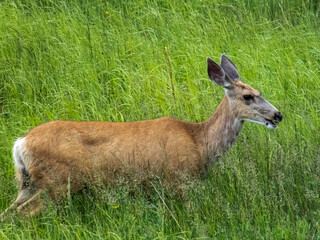 deer in the meadow