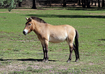 Fototapeta premium Przewalski's Horse (Takhi) standing in a field of green grass