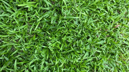 green grass background