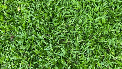green grass background