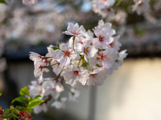 道明寺天満宮に咲く桜の花