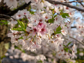 道明寺天満宮に咲く桜の花