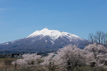 満開の桜と雪化粧した岩木山