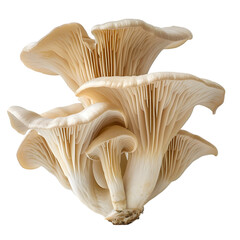  A single, fresh oyster mushroom with intricate gill details, transparent background, PNG Cutout