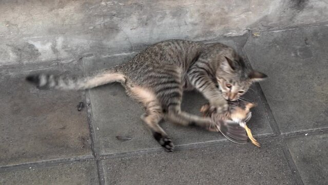 Stray cat playing with dead bird in slow motion.