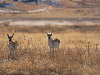 Pronghorn Antelope