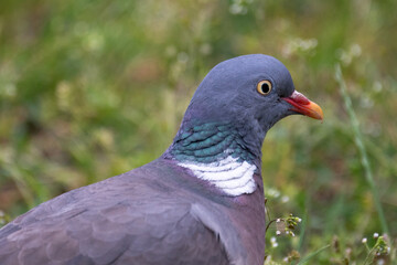 close up of a pigeon