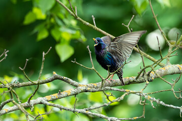 bird on branch