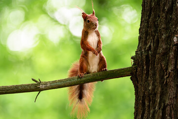 squirrel on branch 2
