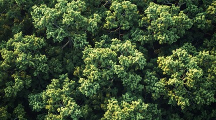 Oak tree canopy from above highlighting the vibrant colors of nature