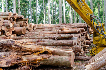 林業の作業現場に集積されている間伐された丸太