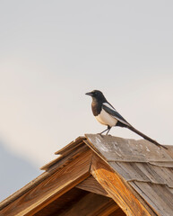 Magpie perched on roof